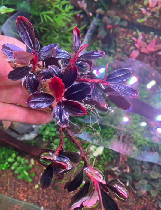 Bucephalandra sp. ’helena thick’ [submersed] - regular