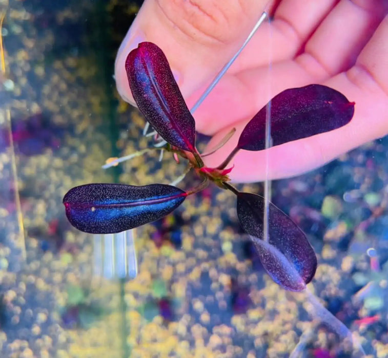 Bucephalandra sp. ’jade 2011’ [submersed] - regular (~3cm)