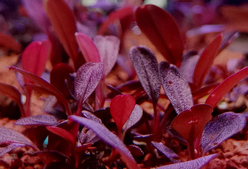 Bucephalandra sp. ’jade 2011’ [submersed] - regular (~3cm)
