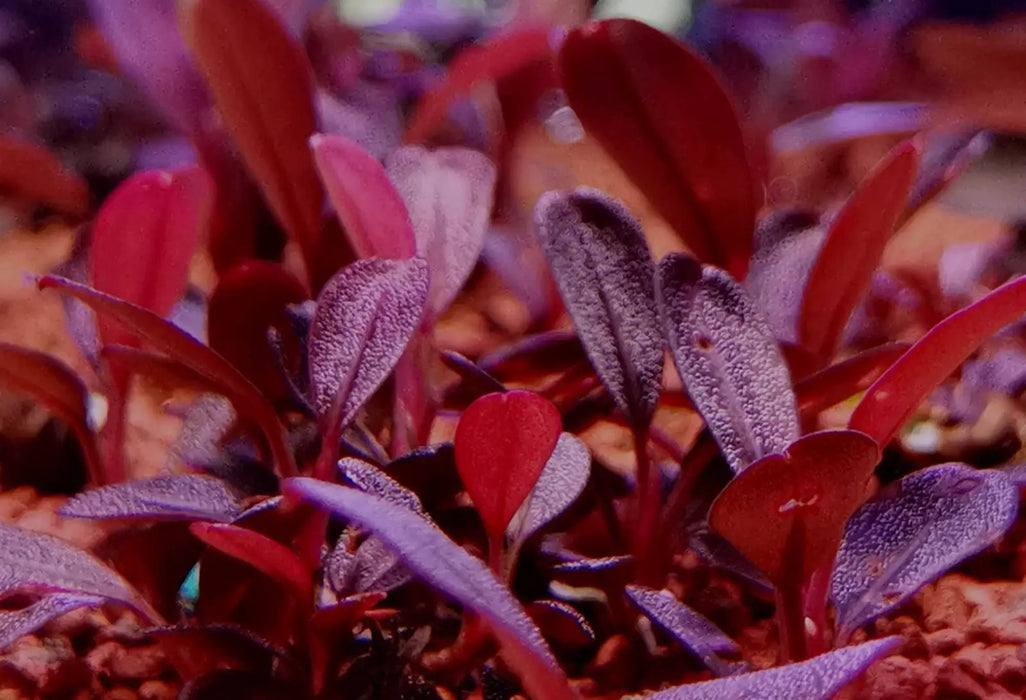 Bucephalandra sp. ’jade 2011’ [submersed] - regular (~3cm)