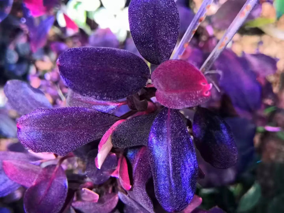 Bucephalandra sp. ’jade 2011’ [submersed] - regular (~3cm)