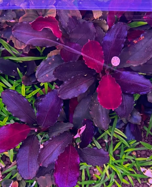 Bucephalandra sp. ’neo’ round[submersed] - regular (~3cm)