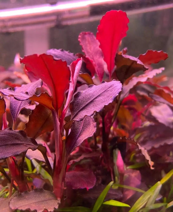Bucephalandra sp. ’neo’ round[submersed] - regular (~3cm)