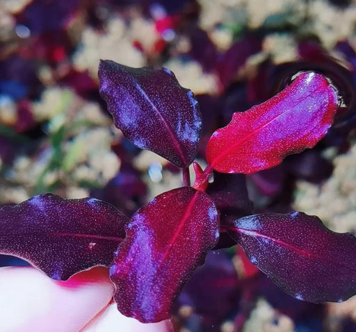 Bucephalandra sp. ’neo’ round[submersed] - regular (~3cm)