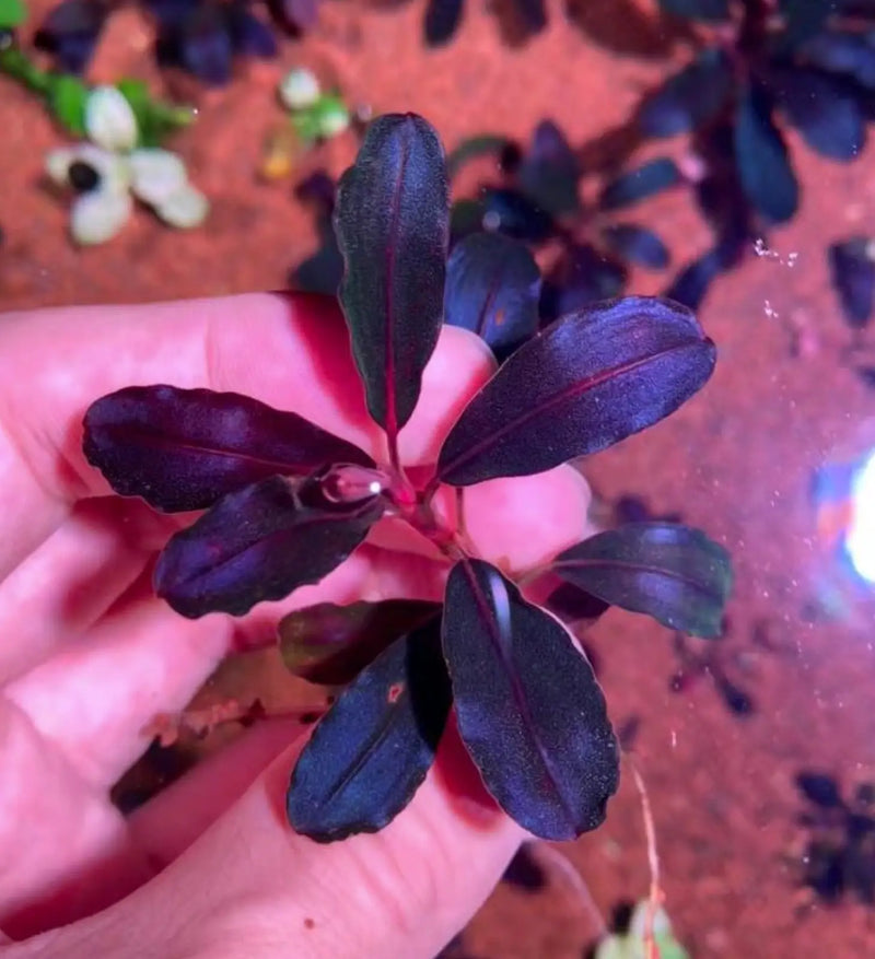 Bucephalandra sp. ’neo’ [submersed] - regular (~3cm)