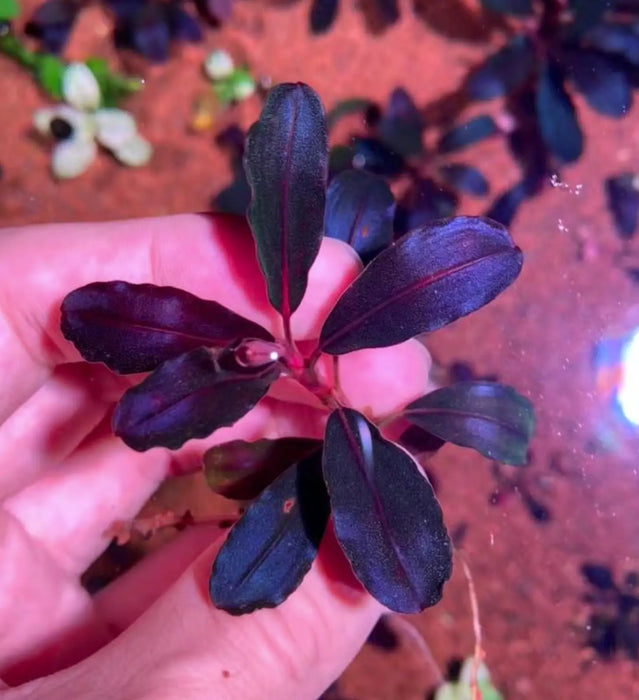 Bucephalandra sp. ’neo’ [submersed] - regular (~3cm)