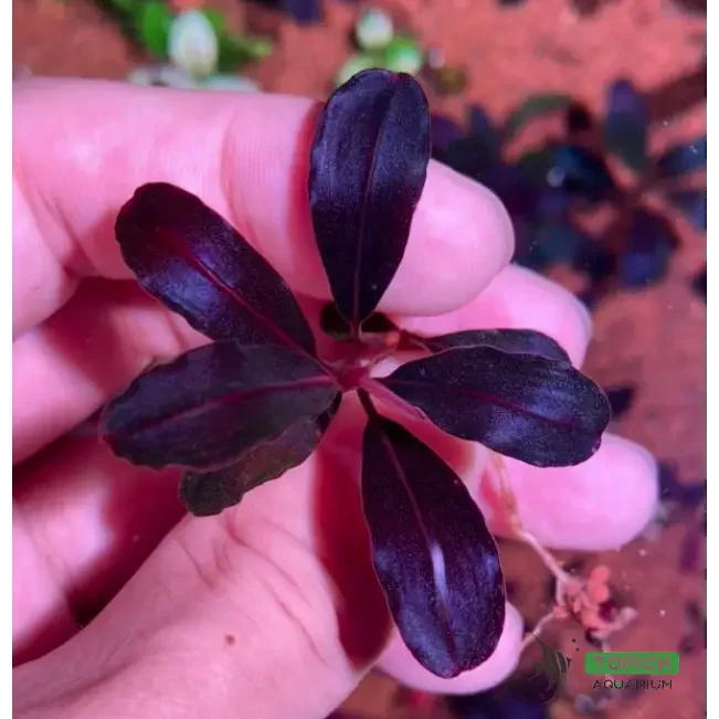 Bucephalandra sp. ’neo’ [submersed] - regular (~3cm)