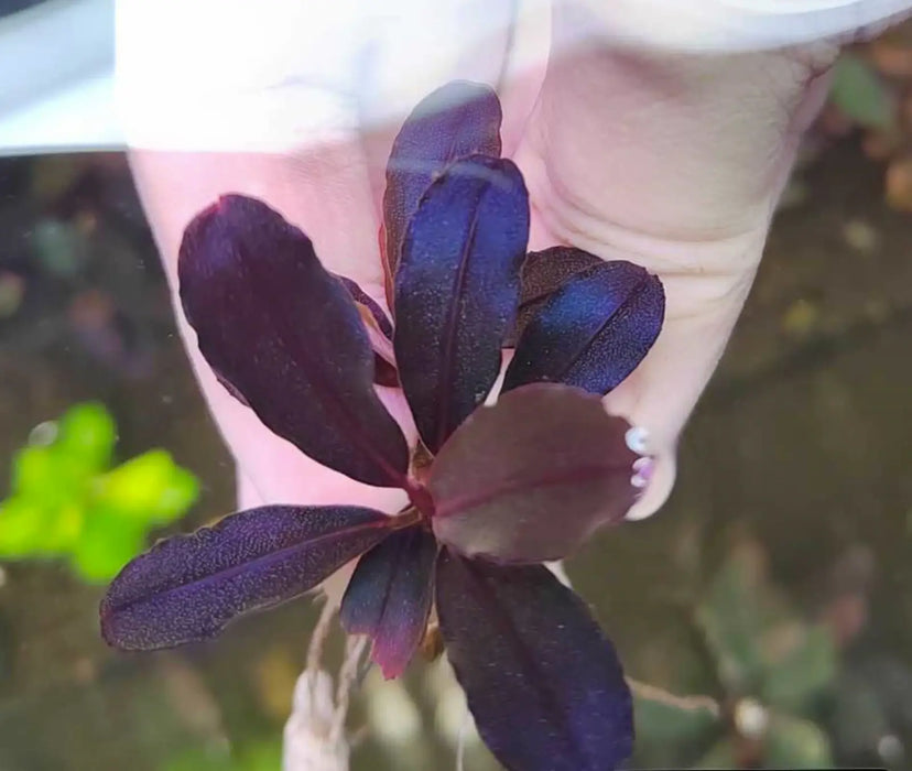 Bucephalandra sp. ’neo’ [submersed] - regular (~3cm)
