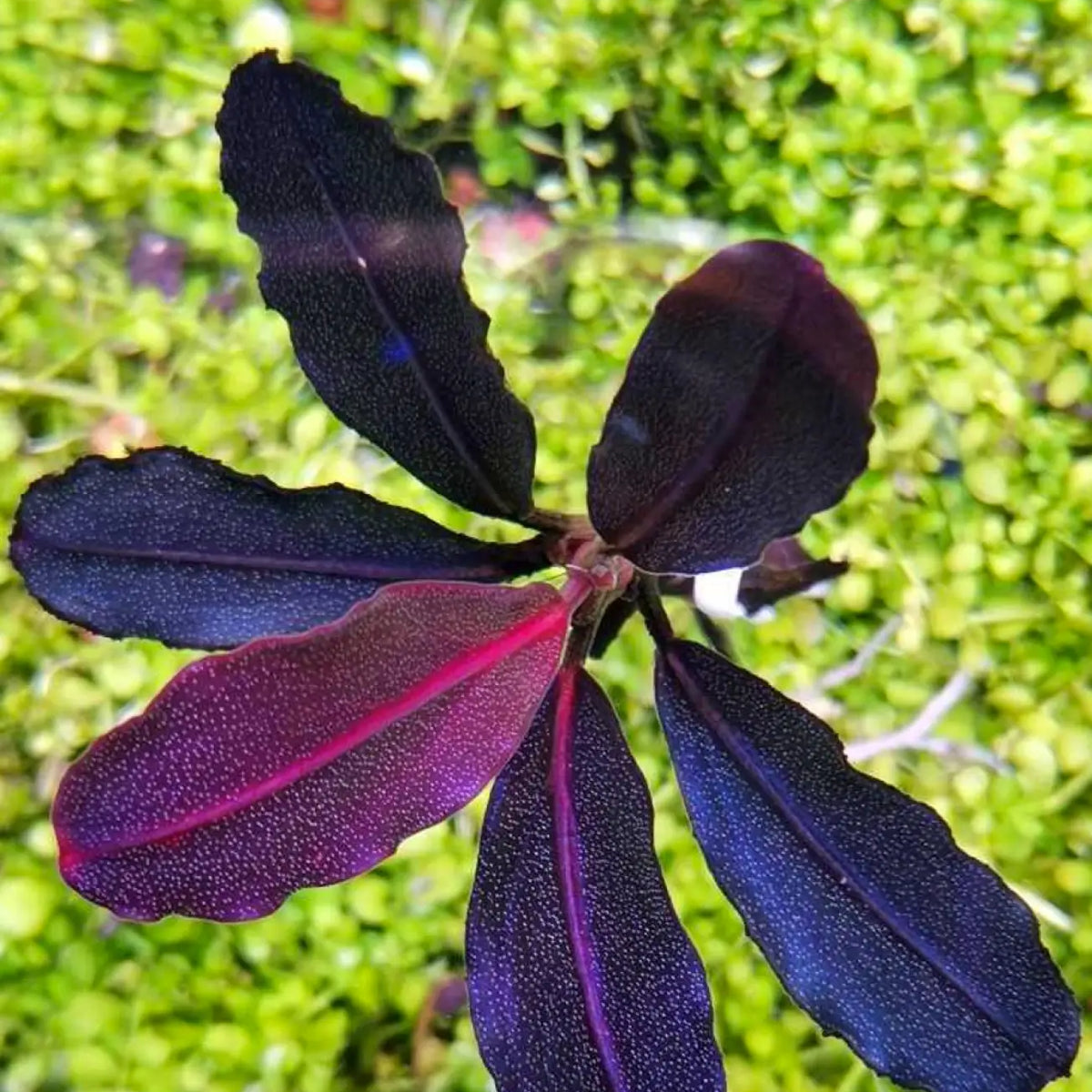 Topick Aquarium - Bucephalandra sp. 'Neo' [Submersed]