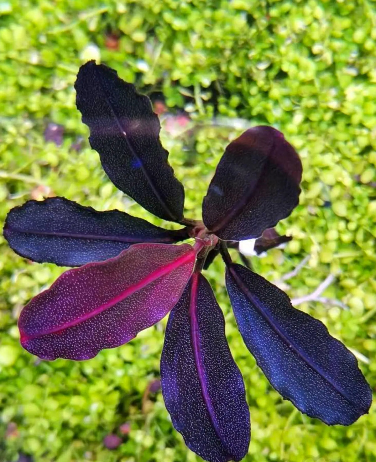 Topick Aquarium - Bucephalandra sp. 'Neo' [Submersed]