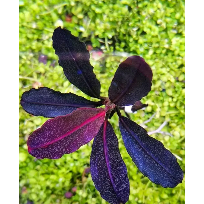 Bucephalandra sp. ’neo’ [submersed] - regular (~3cm)