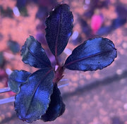 Bucephalandra sp. ’pear’ [submersed] - bucephalandra