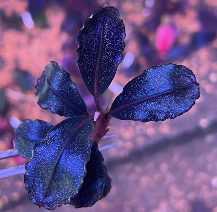 Bucephalandra sp. ’pear’ [submersed] - bucephalandra