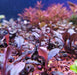 Bucephalandra sp. ’pear’ [submersed] - bucephalandra