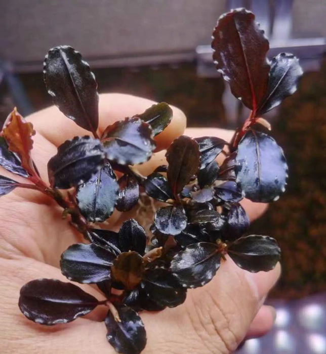 Bucephalandra sp. ’pear’ [submersed] - bucephalandra