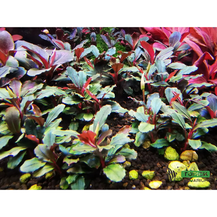 碧葉さんBUCEPHALANDRA 碧葉さんBUCEPHALANDRA Bucephalandra sp.