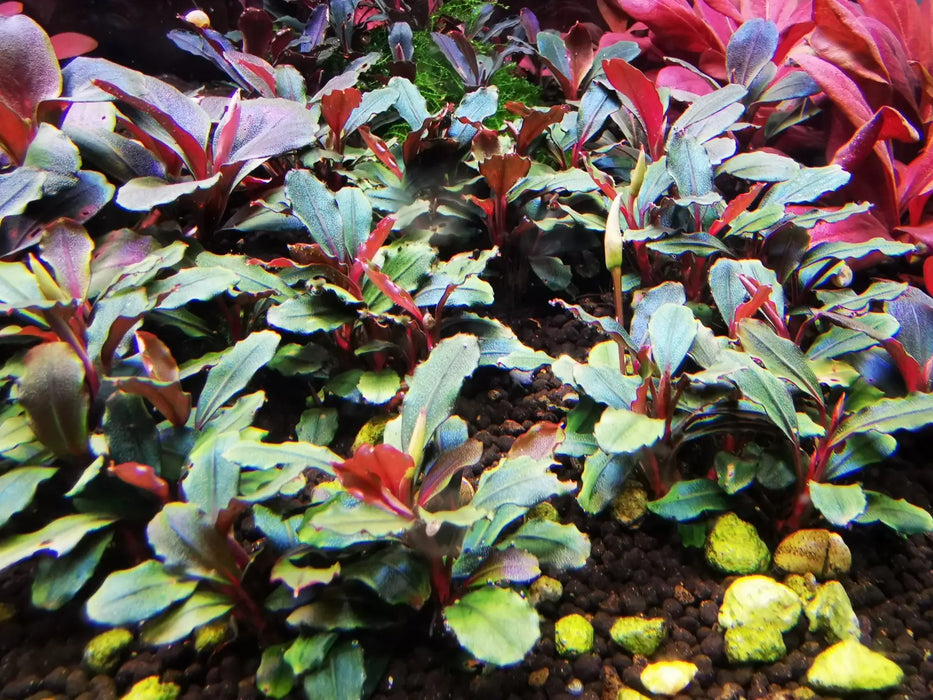 Bucephalandra sp. ’pear’ [submersed] - not-colored portion