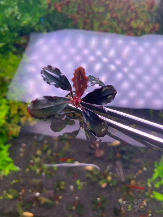 Bucephalandra sp. ’pear’ [submersed] - regular (~3cm)