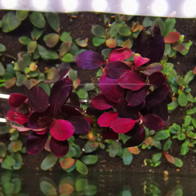Bucephalandra sp. Pink ’neo’ [submersed] - regular (~3cm)