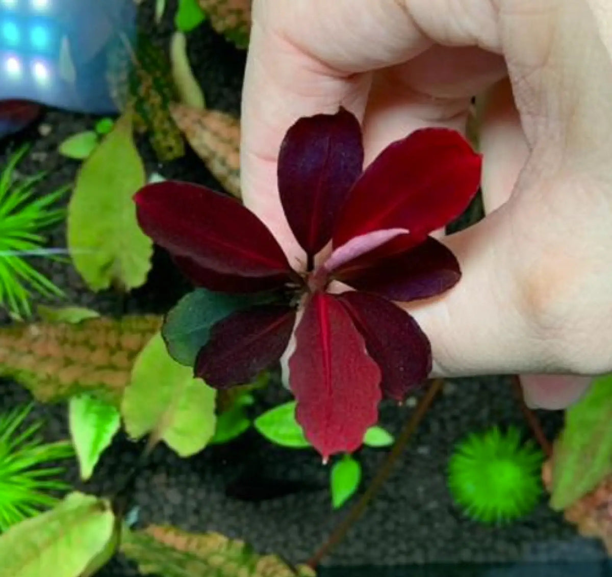 Topick Aquarium - Bucephalandra sp. Pink 'Neo' [Submersed]