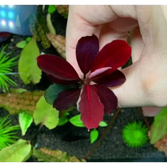 Bucephalandra sp. Pink ’neo’ [submersed] - regular (~3cm)