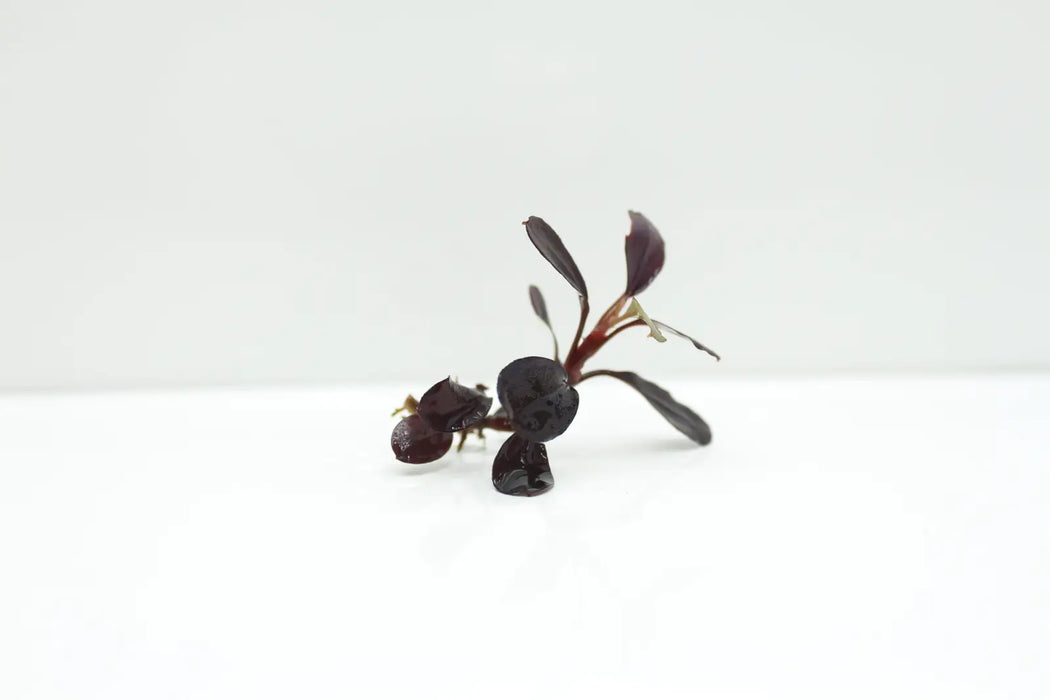 Bucephalandra sp. Pink ’neo’ [submersed] - regular (~3cm)