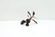 Bucephalandra sp. Pink ’neo’ [submersed] - regular (~3cm)