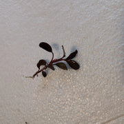 Bucephalandra sp. Pink ’neo’ [submersed] - regular (~3cm)