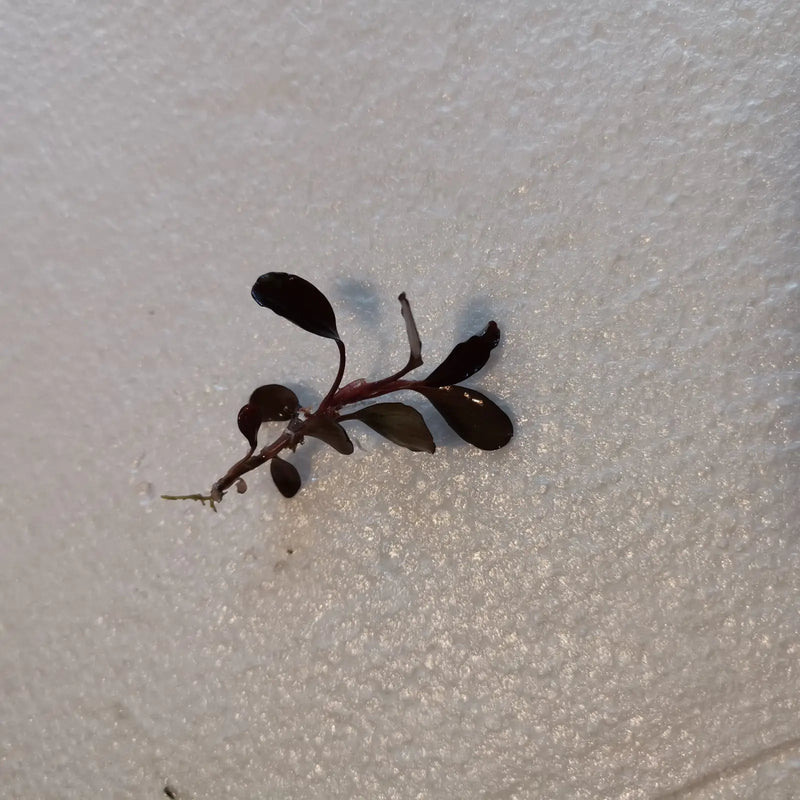 Bucephalandra sp. Pink ’neo’ [submersed] - regular (~3cm)