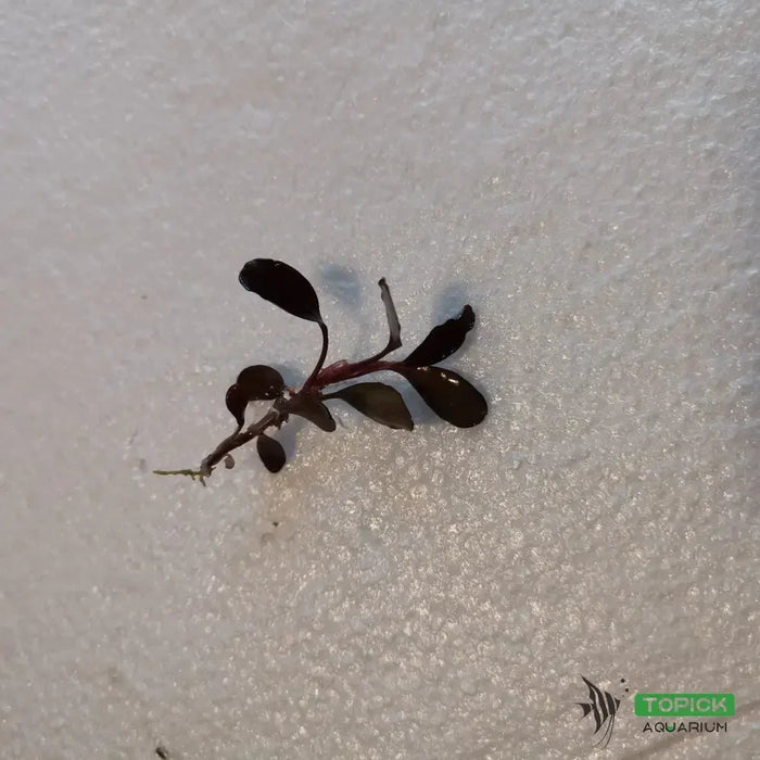 Bucephalandra sp. Pink ’neo’ [submersed] - regular