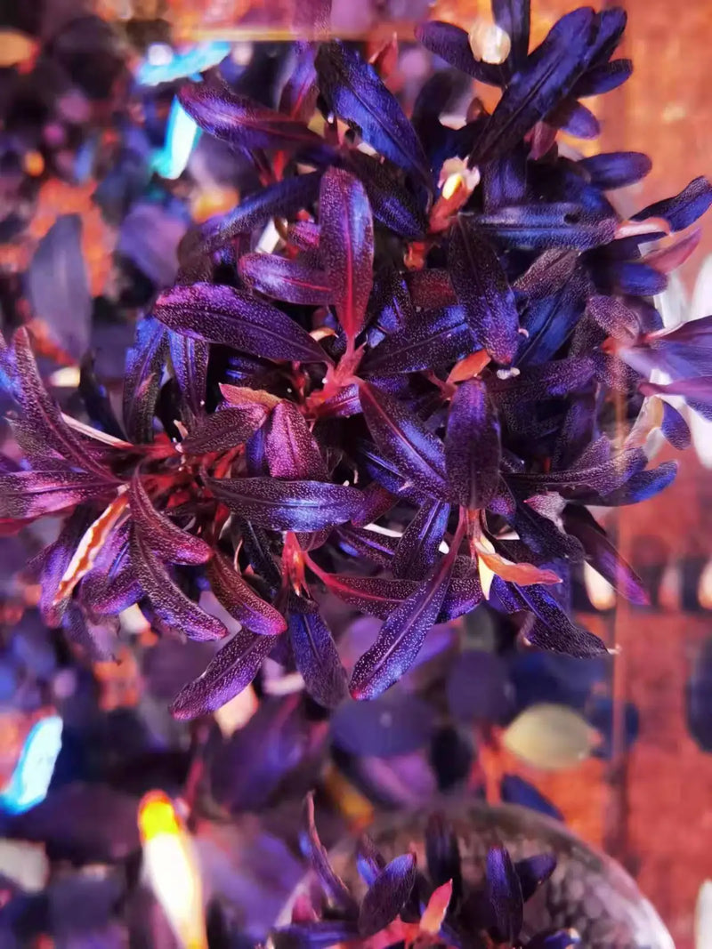 Topick Aquarium - Bucephalandra sp. Purple Phantom