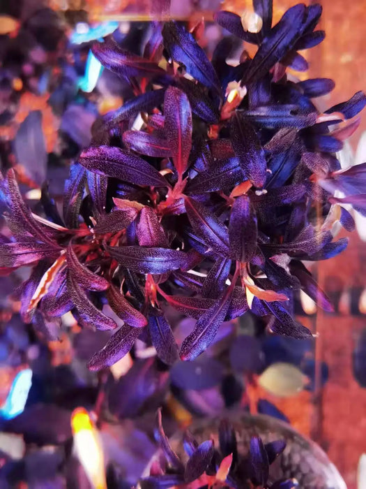 Bucephalandra sp. Purple phantom [submersed] - 1 portion