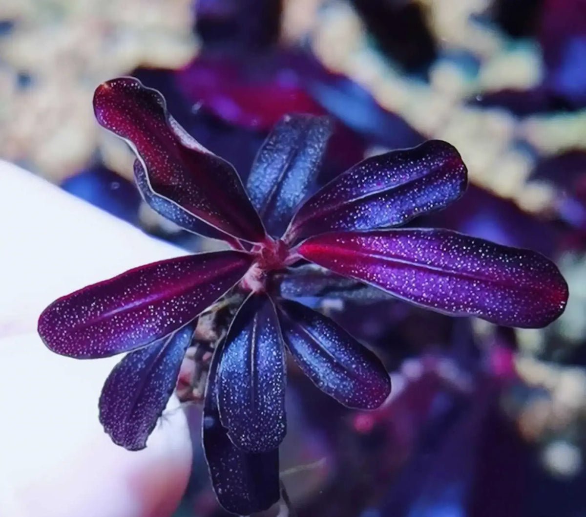 Topick Aquarium - Bucephalandra sp. Purple Phantom