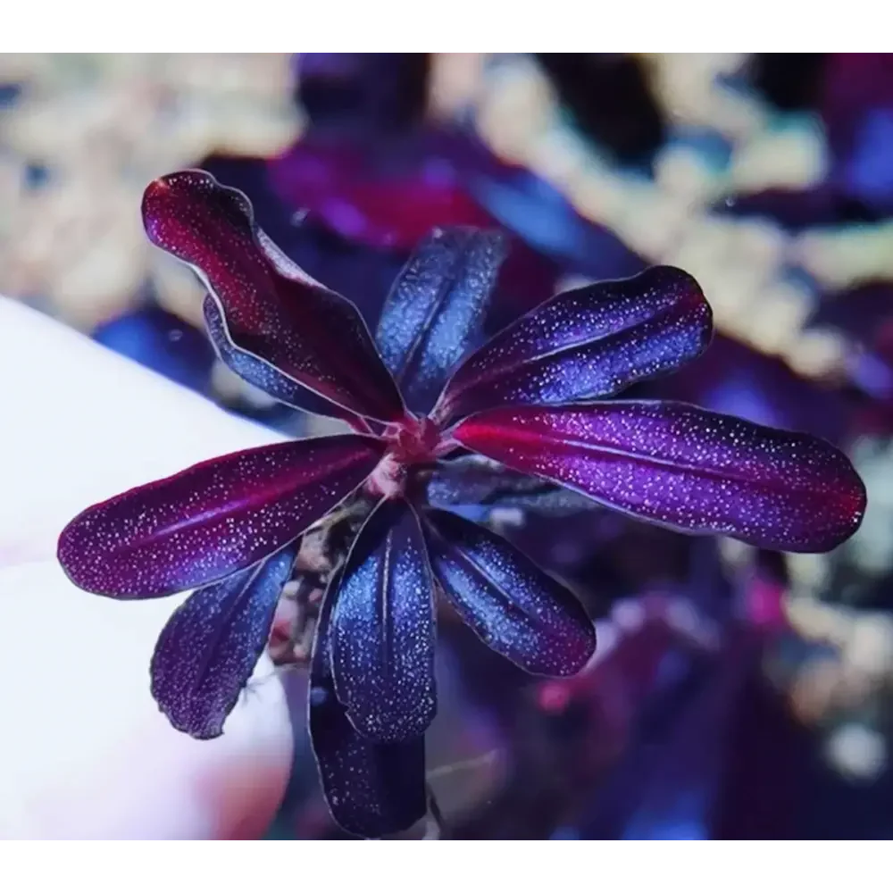 Topick Aquarium - Bucephalandra sp. Purple Phantom