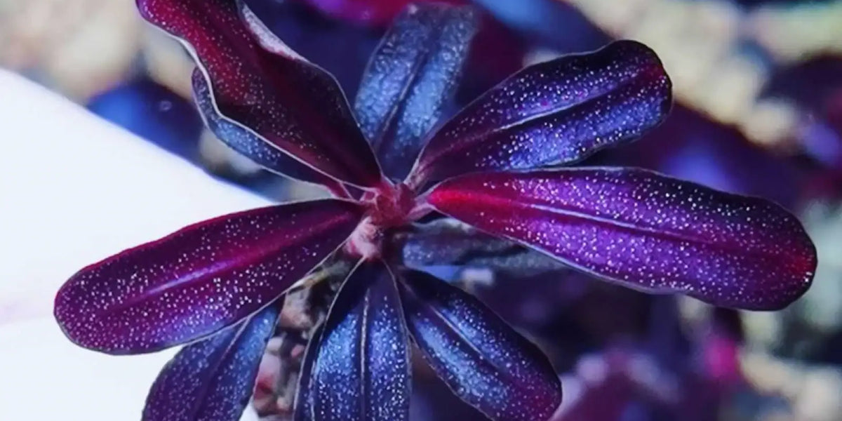 水草 Bucephalandra sp.King rainbow purple Bucephalandra sp. Purple rain Order at ⁕ Mobids Plants ⁕