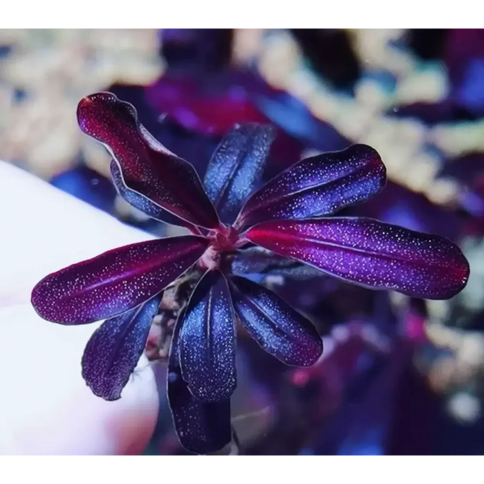 Bucephalandra sp. Purple phantom [submersed] - 1 portion