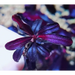 Bucephalandra sp. Purple phantom [submersed] - 1 portion