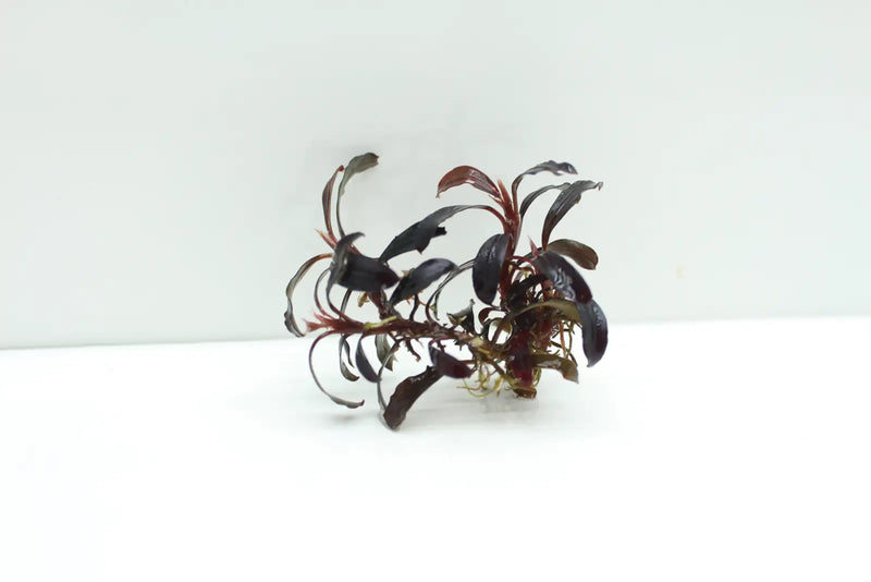 Topick Aquarium - Bucephalandra sp. Purple Phantom Topick Aquarium - Bucephalandra sp. Purple Phantom