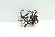 Bucephalandra sp. Purple phantom [submersed] - 1 portion