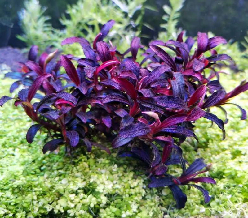 Bucephalandra sp. Purple phantom [submersed] - 1 portion