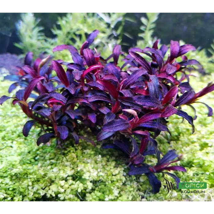 水草 Bucephalandra sp.King rainbow purple Topick Aquarium - Bucephalandra sp. Purple Phantom