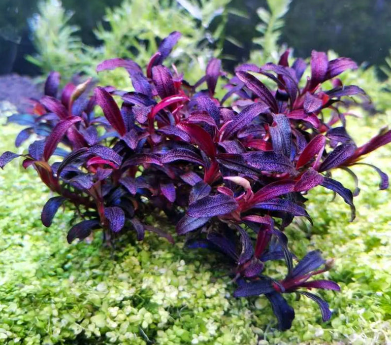 Bucephalandra sp. Purple phantom [submersed] - 1 portion