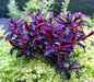 Bucephalandra sp. Purple phantom [submersed] - 1 portion