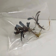 Bucephalandra sp. Purple phantom [submersed] - 1 portion