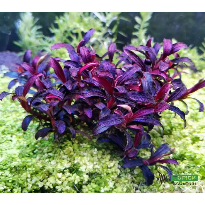 Bucephalandra sp. Purple phantom [submersed] - 1 portion