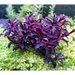Bucephalandra sp. Purple phantom [submersed] - 1 portion