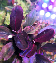Bucephalandra sp. ’super red’ [submersed] - regular (~3cm)