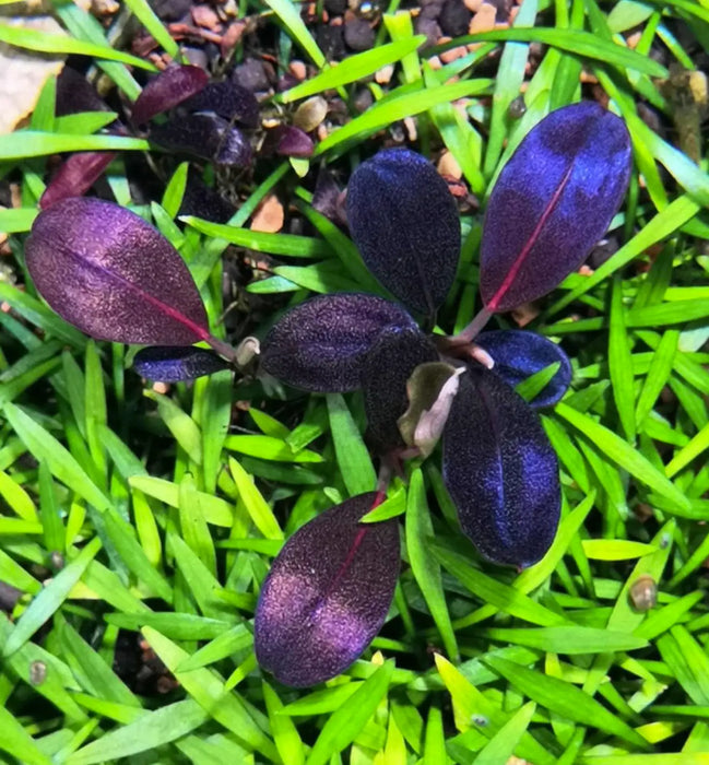 Bucephalandra sp. ’super red’ [submersed] - regular (~3cm)