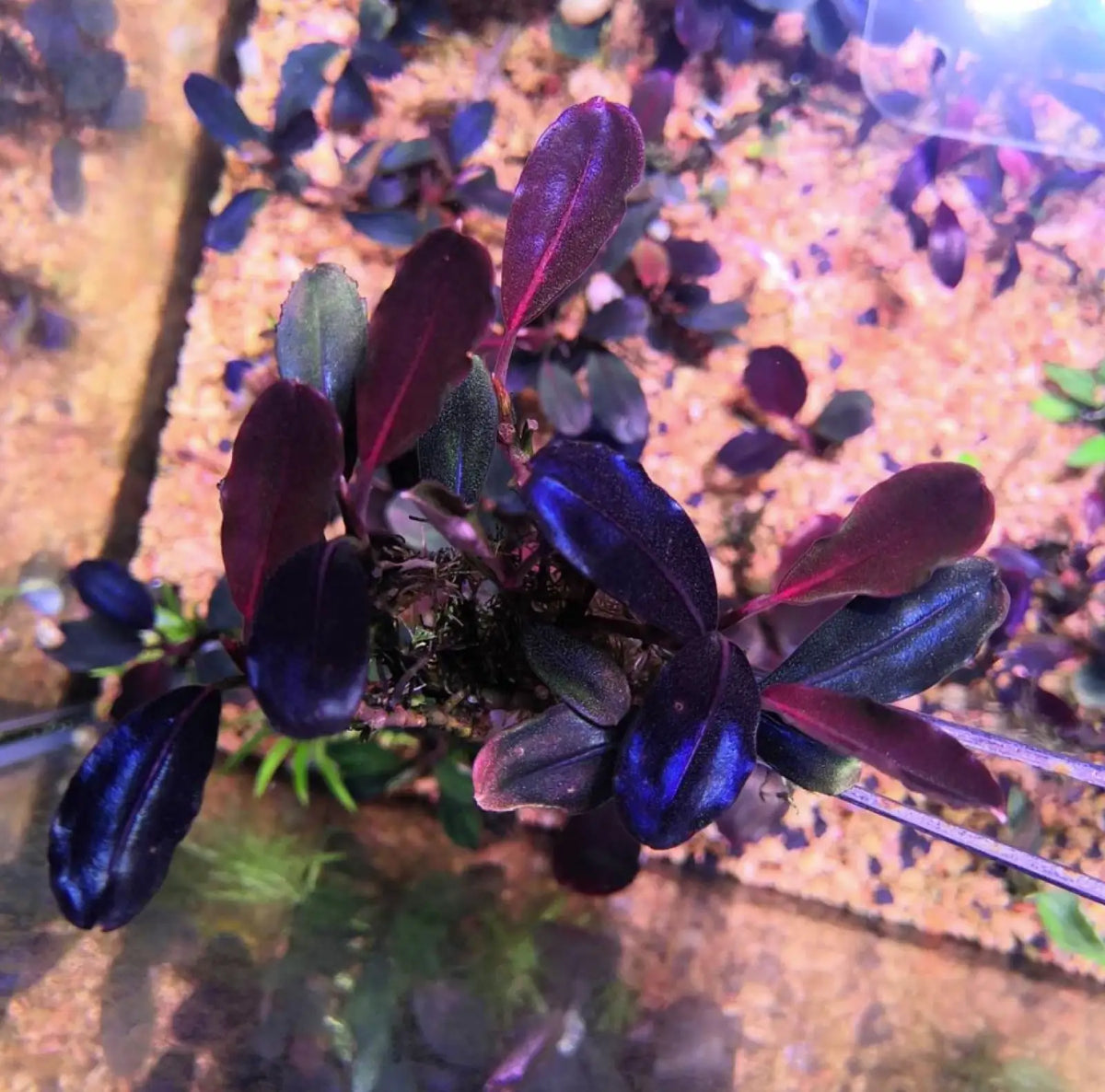 Topick Aquarium - Bucephalandra sp. 'Super Red' [Submersed]