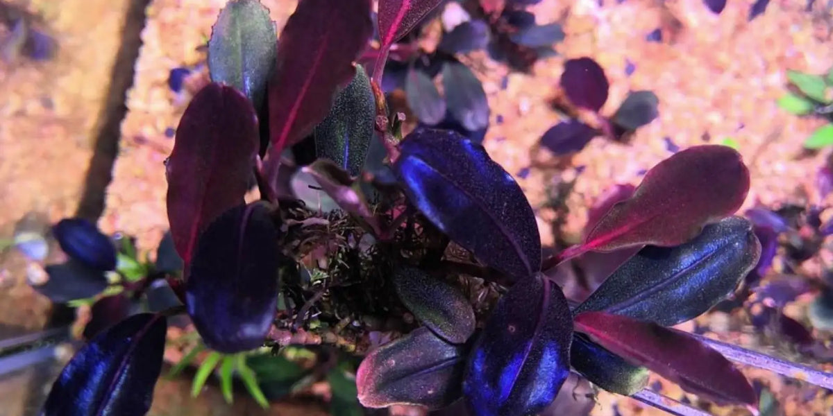 bucephalandra-sp-super-red-